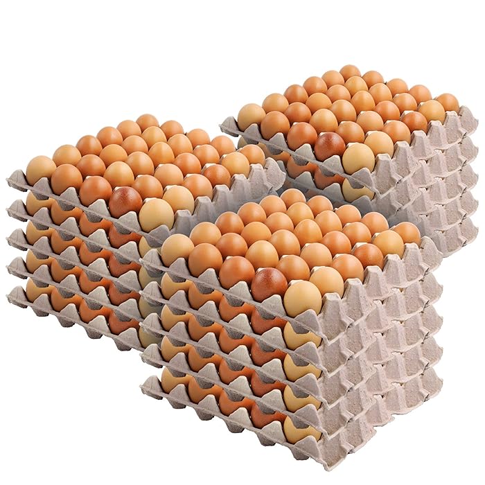 Barn Laid Eggs Large 600g -10 Dozen