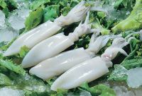 WHOLE CLEANED LOLIGO SQUID 4-6 INCH (10/20) 1KG